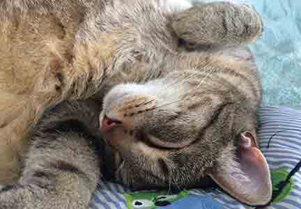 Katze nach Healy-Frequenz-Analyse-und Anwendung Katze nach Healy-Frequenz-Analyse-und Anwendung