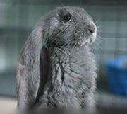 Tierkommunikation mit Meerschweinchen Tierkommunikation mit Meerschweinchen