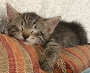 Bachblüte Red Chestnut Bachblüte Red Chestnut