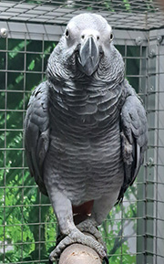 Homöopathie für Tiere Homöopathie für Tiere