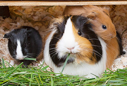 Tierkommunikation mit Meerschweinchen Tierkommunikation mit Meerschweinchen