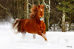 kraftvolles Pferd kraftvolles Pferd