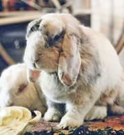 Sterbebegleitung für Tiere Sterbebegleitung für Tiere